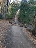 Fallen Tree on Wallace Stegner Path